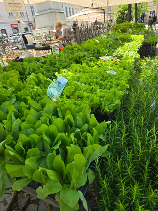 Servicios Individuales